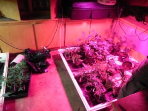 GV Grow 2