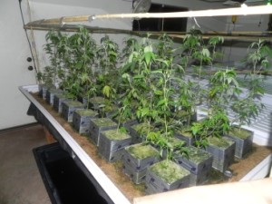 GV Grow 3