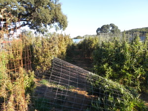 Malcom - Dixon Grow (1)