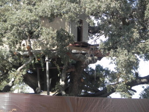 Tree house - closer view